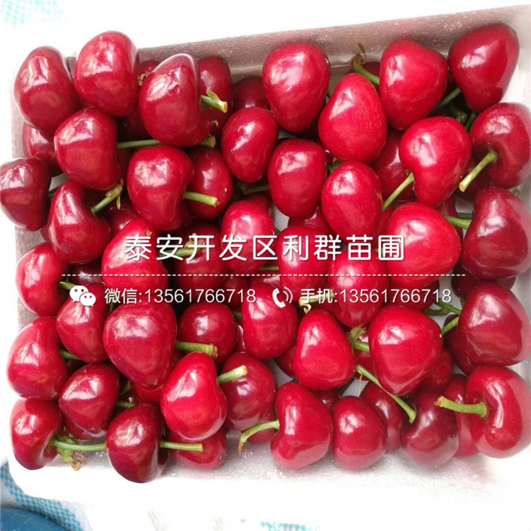 吉塞拉12號、吉塞拉12號多少錢一棵