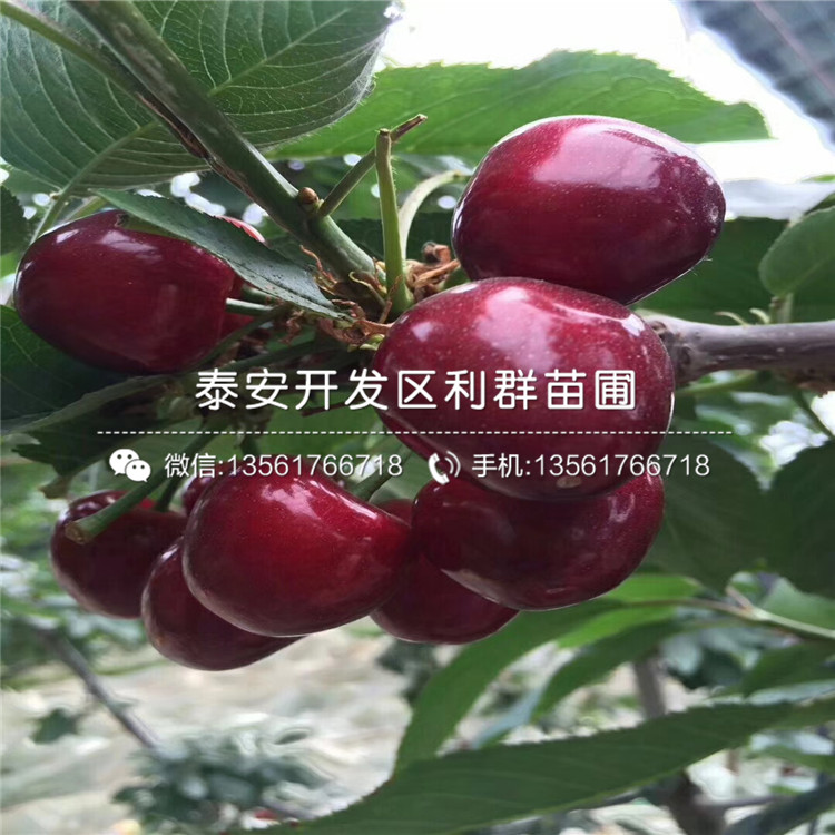 2019年吉塞拉12號(hào)報(bào)價(jià)、今年吉塞拉12號(hào)價(jià)格是多少