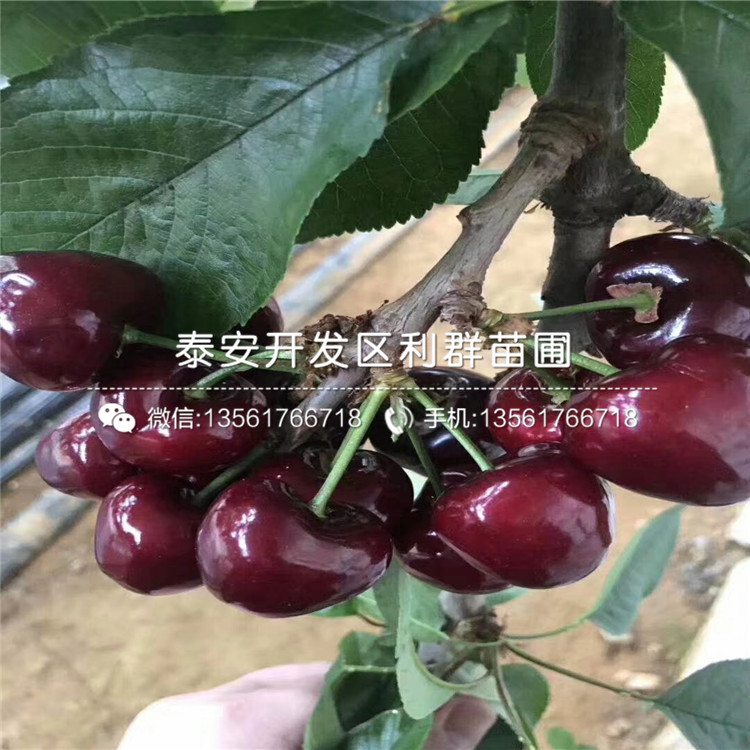 煙富10號(hào)蘋果苗、煙富10號(hào)蘋果苗基地