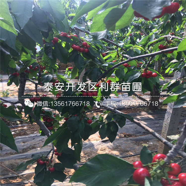 煙富10號(hào)蘋果苗新品種、煙富10號(hào)蘋果苗價(jià)格多少