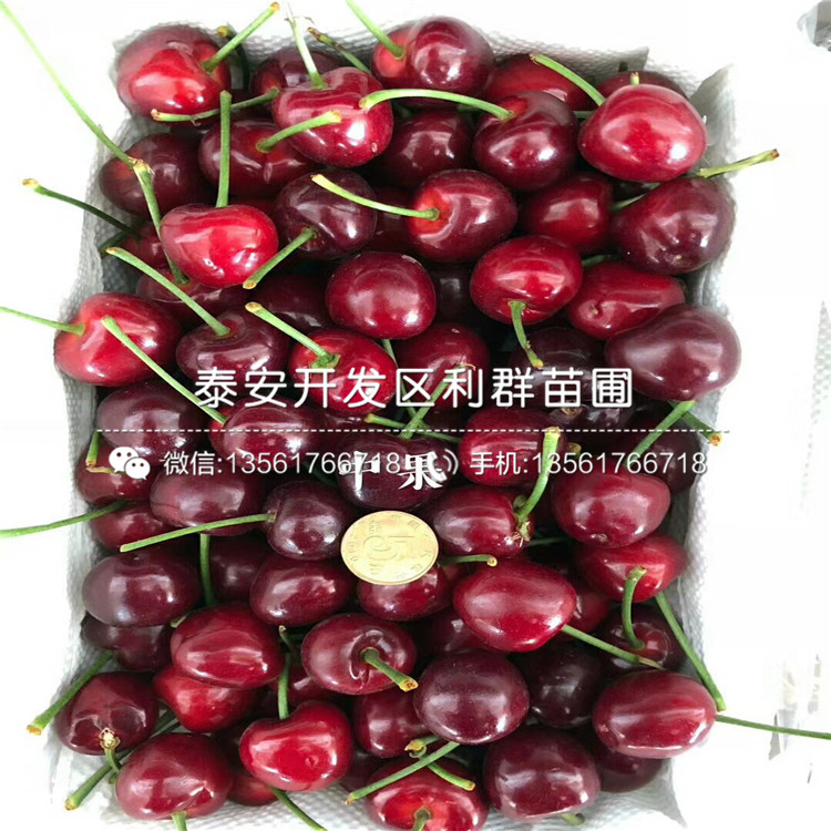 吉塞拉12號(hào)砧木苗、吉塞拉12號(hào)砧木苗價(jià)錢