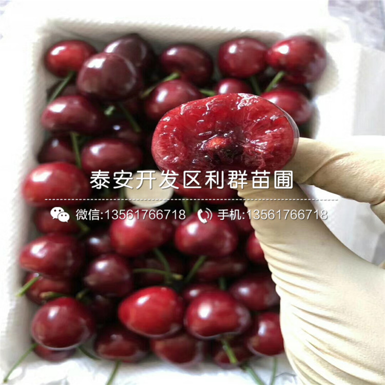 山東大果山楂樹苗、山東大果山楂樹苗新品種
