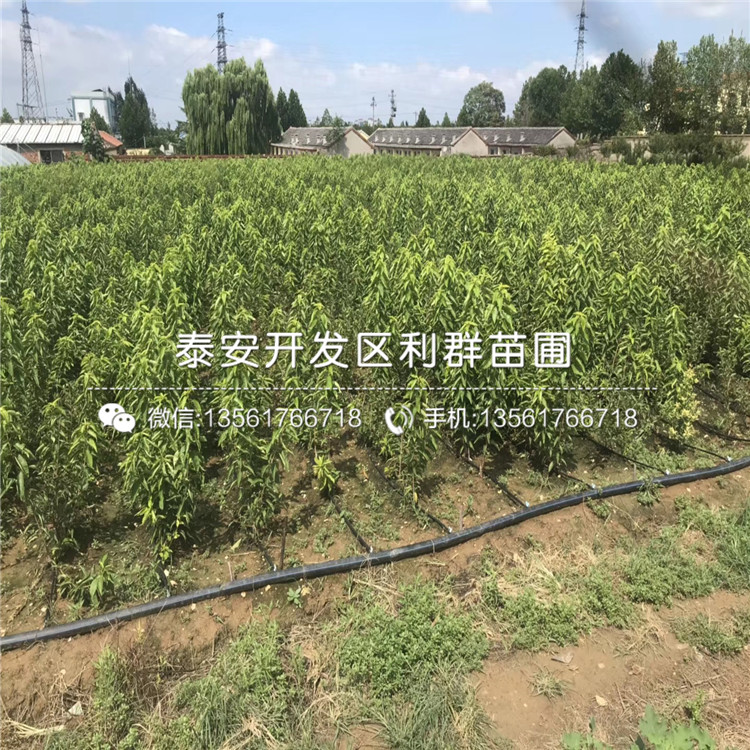 山東大果山楂樹苗、山東大果山楂樹苗新品種