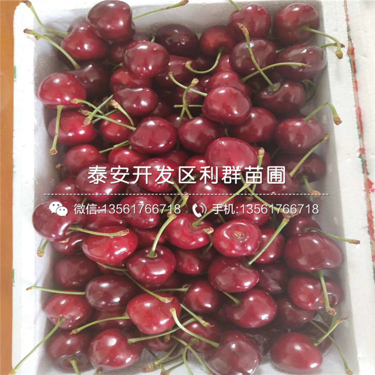蜜香杏樹苗、2019年蜜香杏樹苗價(jià)格