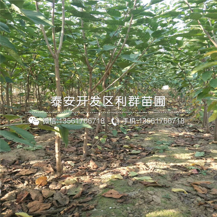 2019年石榴樹苗報價、石榴樹苗多少錢一棵