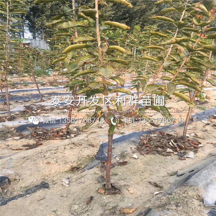 吉塞拉7號、吉塞拉7號新品種