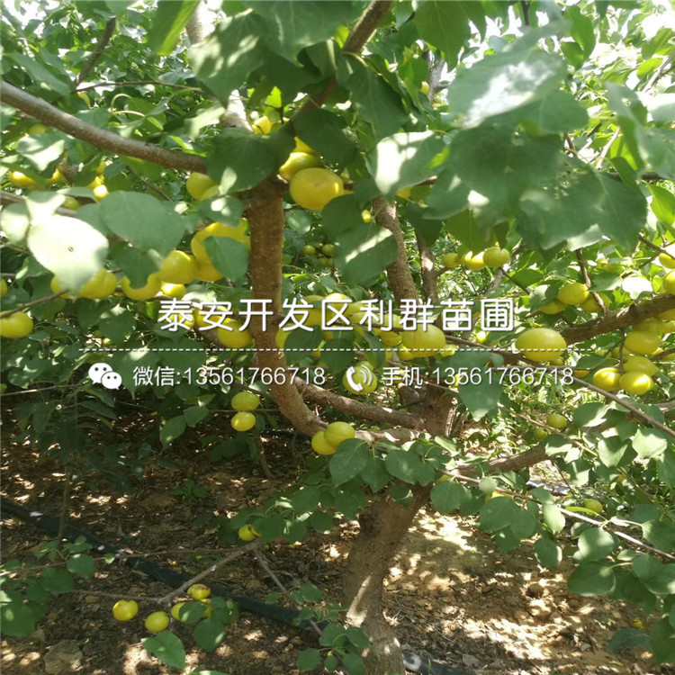 杏苗