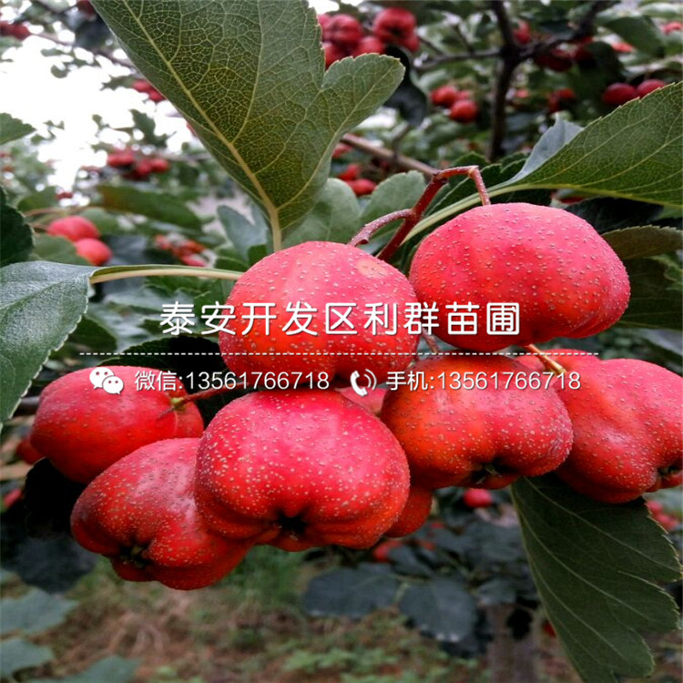 哪里有泰安山楂樹苗出售、今年泰安山楂樹苗價格是多少