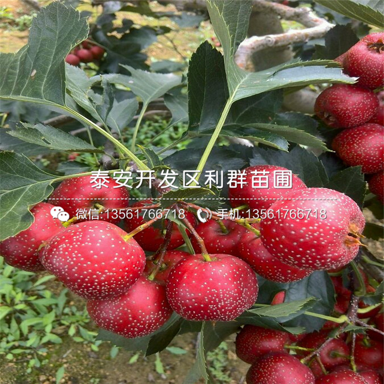 大金星山楂樹(shù)苗報(bào)價(jià)、大金星山楂樹(shù)苗價(jià)格