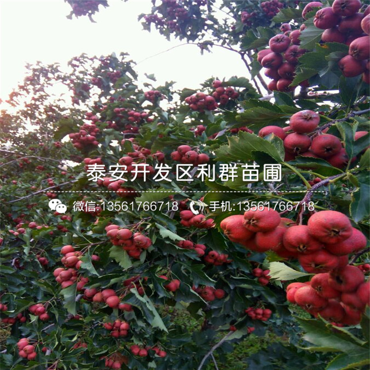 山東超金星山楂樹苗、山東超金星山楂樹苗出售