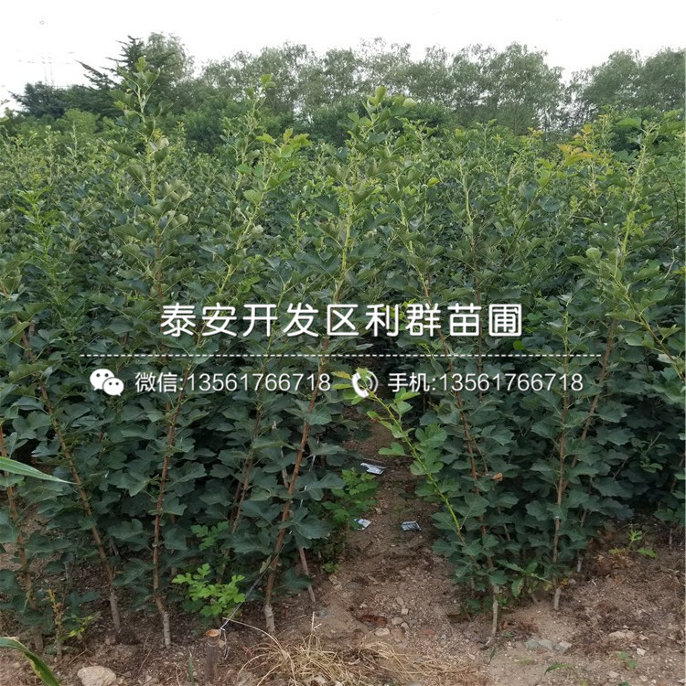 3公分山楂樹苗多少錢、3公分山楂樹苗多少錢一棵