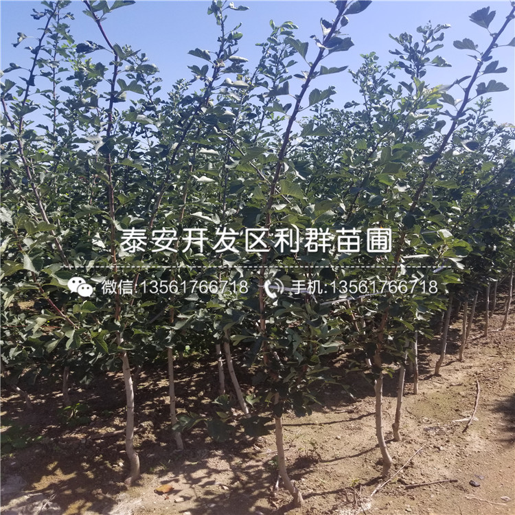 山楂樹苗出售、山楂樹苗多少錢一棵
