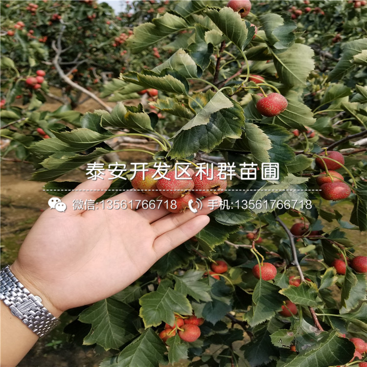 甜紅籽山楂樹苗、甜紅籽山楂樹苗基地