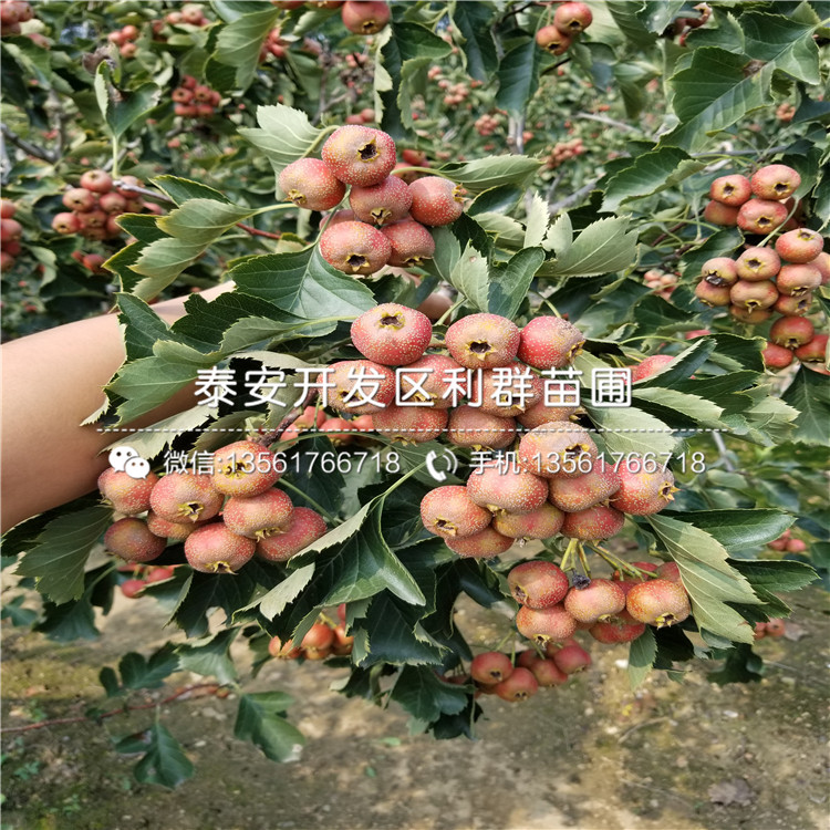大金星山楂樹(shù)苗報(bào)價(jià)、大金星山楂樹(shù)苗價(jià)格