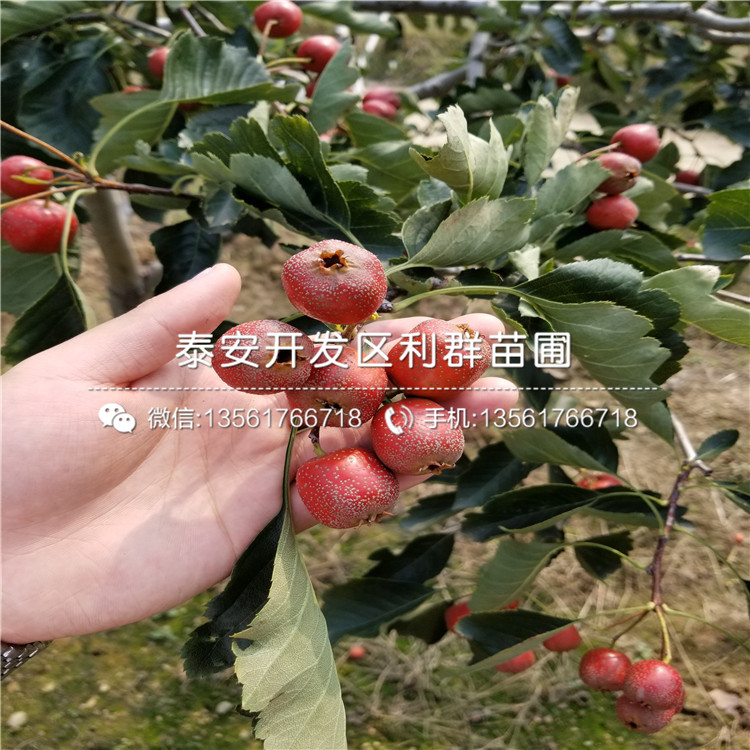 大金星山楂苗基地、大金星山楂苗多少錢(qián)一棵