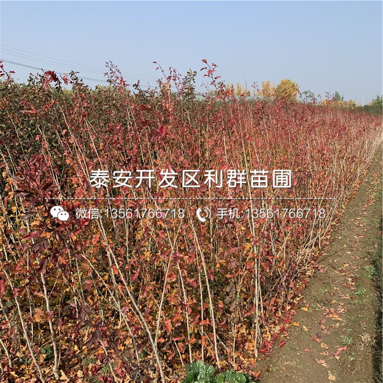 甜紅籽山楂樹苗、甜紅籽山楂樹苗基地