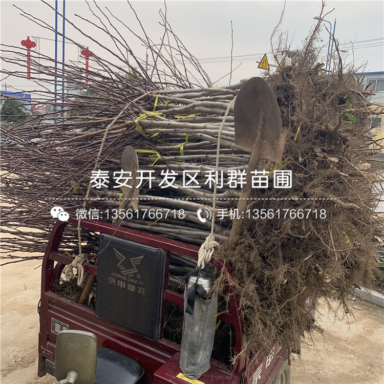 哪里有出售山楂樹苗批發(fā)、出售山楂樹苗多少錢一棵