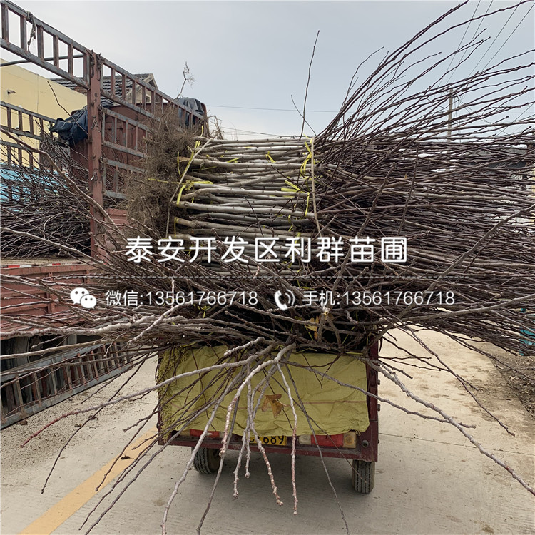 5公分山楂苗、5公分山楂苗報(bào)價(jià)及價(jià)格