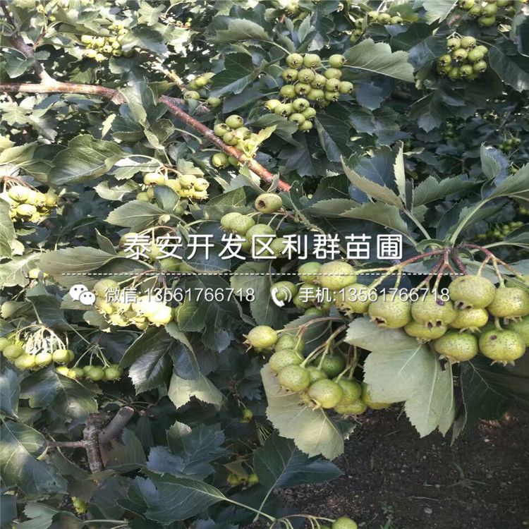 大金星山楂苗基地、大金星山楂苗多少錢(qián)一棵