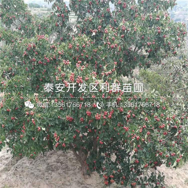 山東山楂苗、山楂苗基地