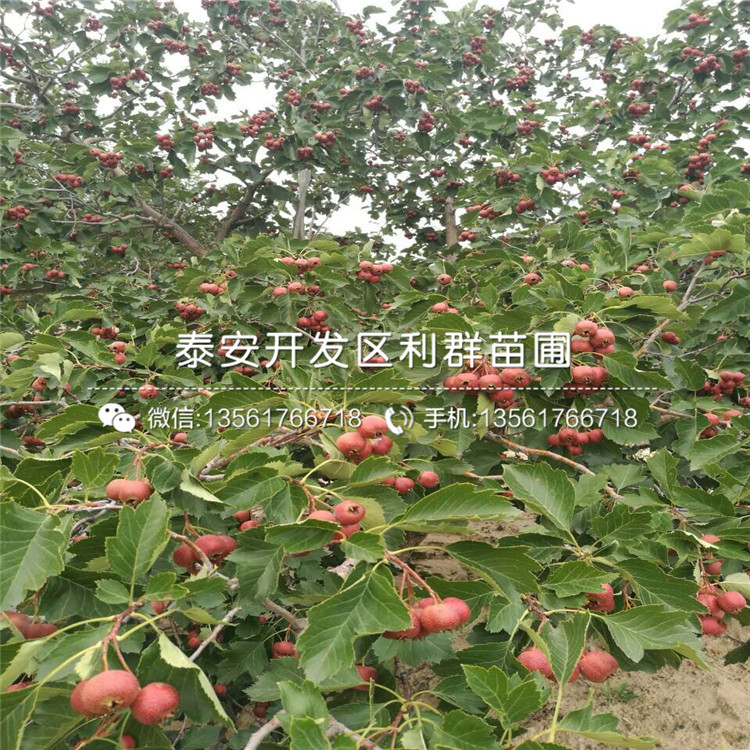 哪里有出售山楂樹苗批發(fā)、出售山楂樹苗多少錢一棵