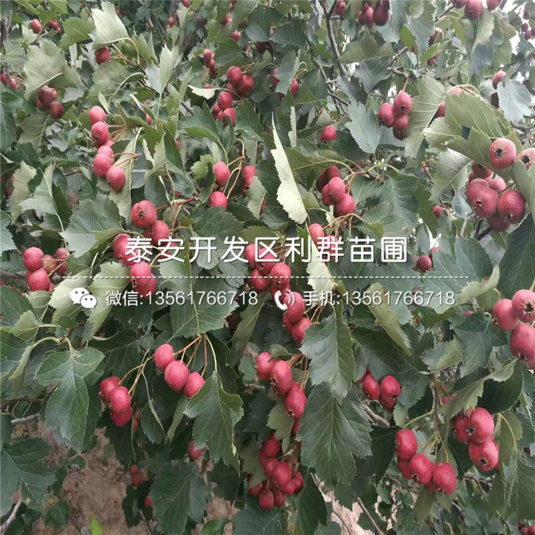 大金星山楂樹(shù)苗報(bào)價(jià)、大金星山楂樹(shù)苗價(jià)格