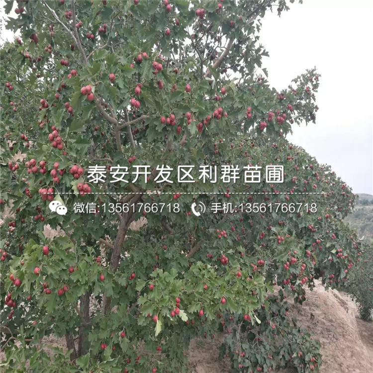 山楂樹苗出售、山楂樹苗多少錢一棵