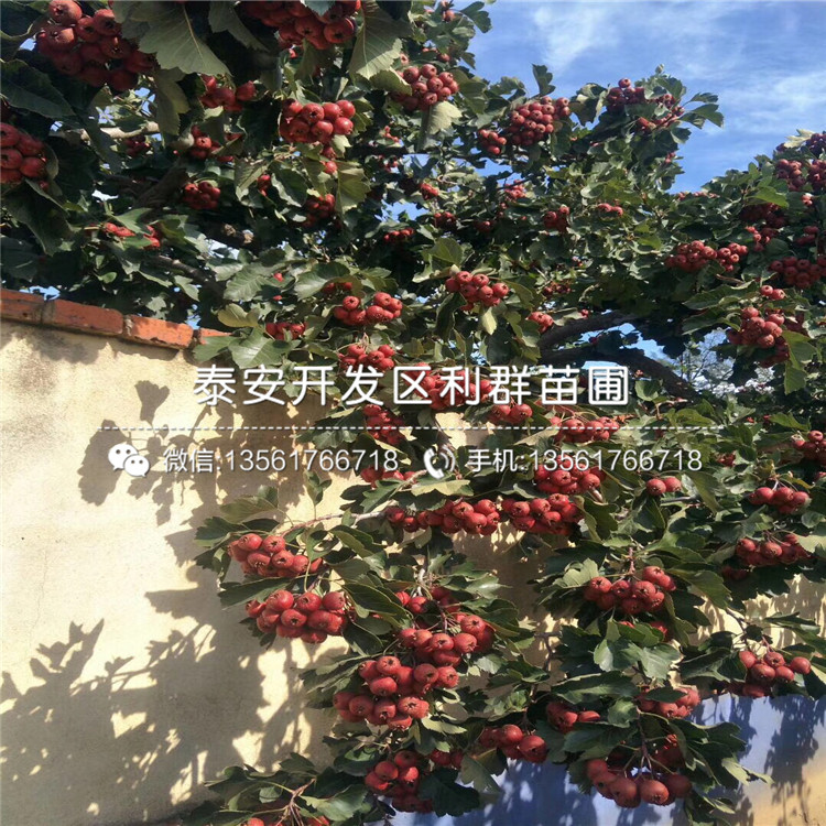 2公分山楂苗出售、2公分山楂苗報價及價格