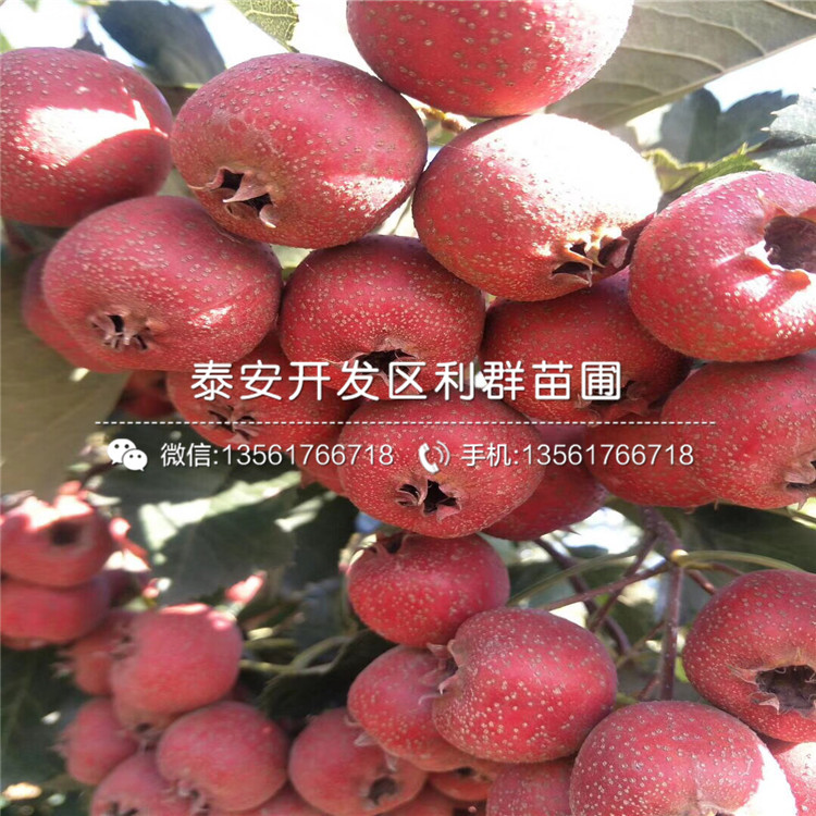 新品種山楂樹苗多少錢、新品種山楂樹苗多少錢一棵