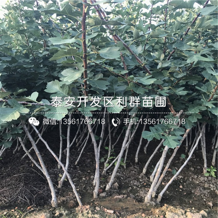 大金星山楂苗基地、大金星山楂苗多少錢(qián)一棵