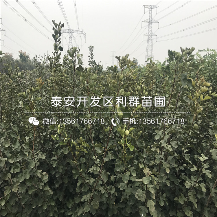大金星山楂苗基地、大金星山楂苗多少錢(qián)一棵