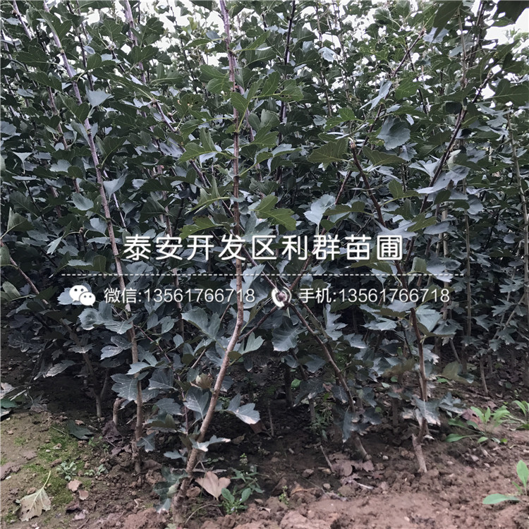 2019年歪把紅山楂苗、歪把紅山楂苗價格多少