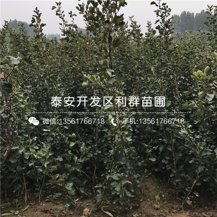 大金星山楂樹(shù)苗報(bào)價(jià)、大金星山楂樹(shù)苗價(jià)格