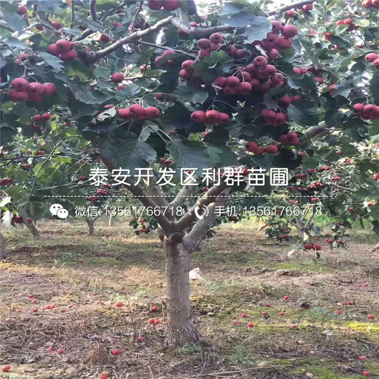 出售山楂樹苗、出售山楂樹苗基地