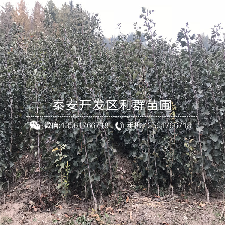 4公分山楂苗出售、4公分山楂苗多少錢一棵
