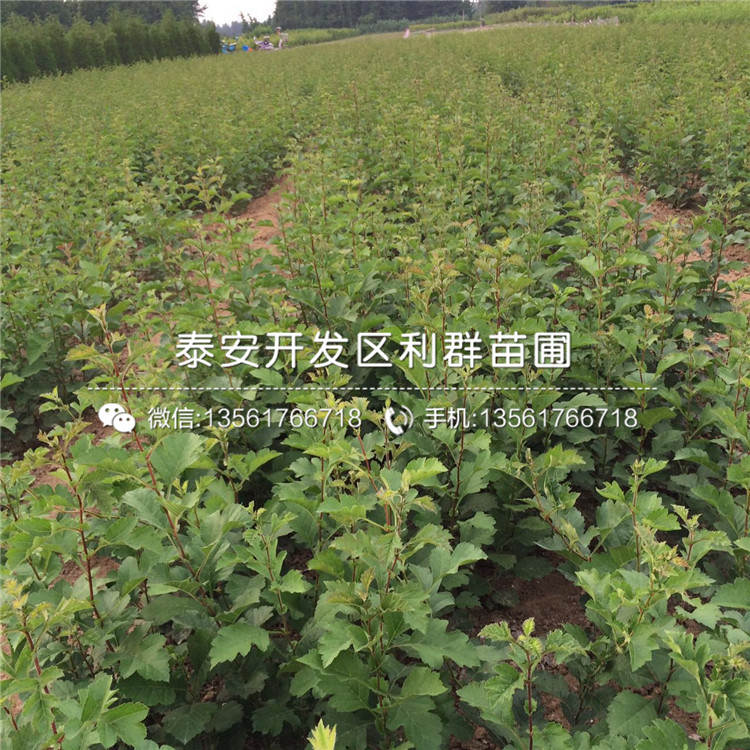 4公分山楂苗出售、4公分山楂苗多少錢一棵