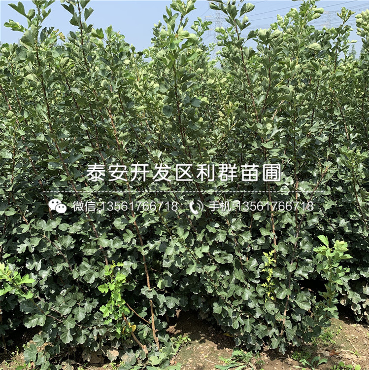 2019年山楂苗、2019年山楂苗新品種