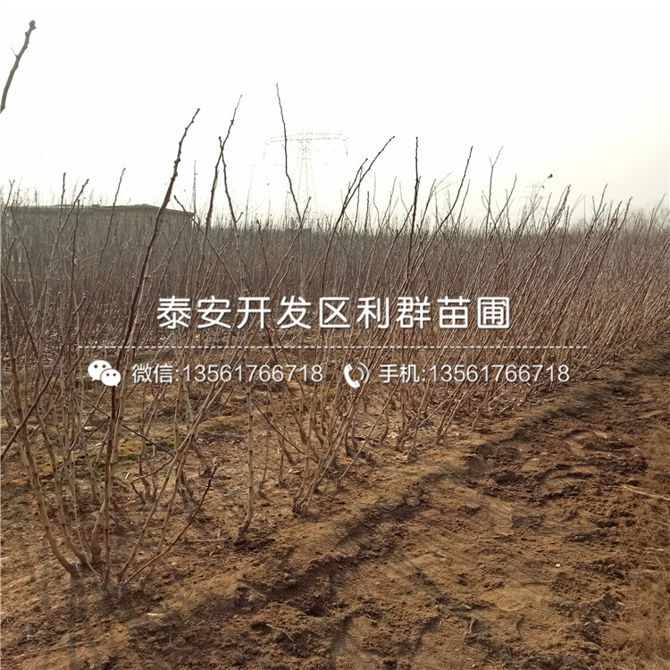 山東3公分山楂苗、山東3公分山楂苗多少錢一棵
