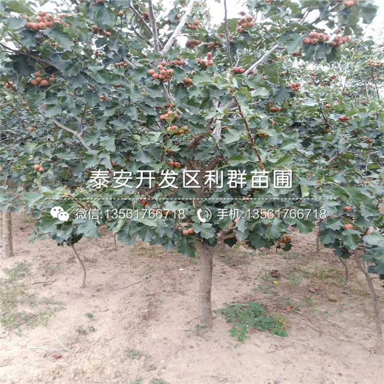 大金星山楂苗基地、大金星山楂苗多少錢(qián)一棵