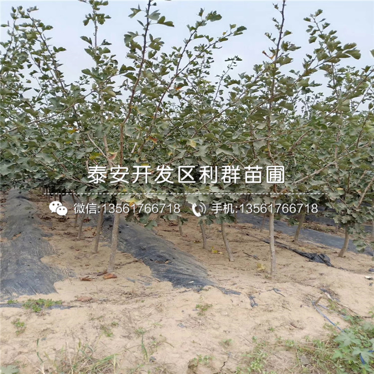 4公分山楂苗基地、4公分山楂苗價(jià)格