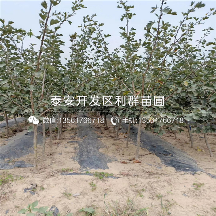 大金星山楂樹(shù)苗報(bào)價(jià)、大金星山楂樹(shù)苗價(jià)格