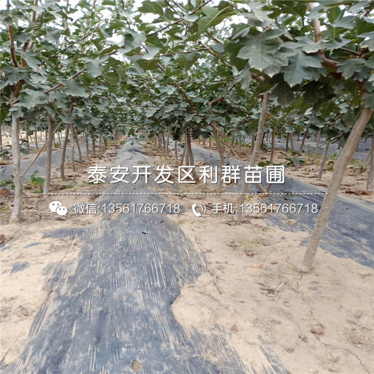 山東山楂樹(shù)苗批發(fā)價(jià)格、山東山楂樹(shù)苗多少錢(qián)一棵