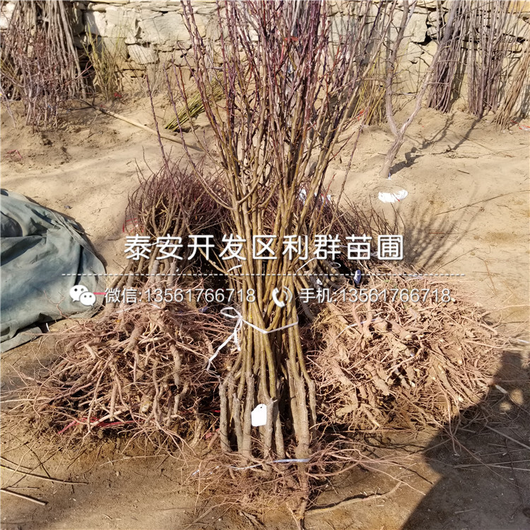 4公分杏苗品種介紹、4公分杏苗多少錢一棵