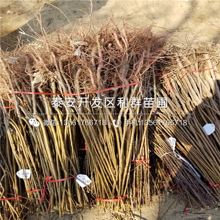 哪里有賣(mài)5公分杏樹(shù)苗的、5公分杏樹(shù)苗多少錢(qián)一棵