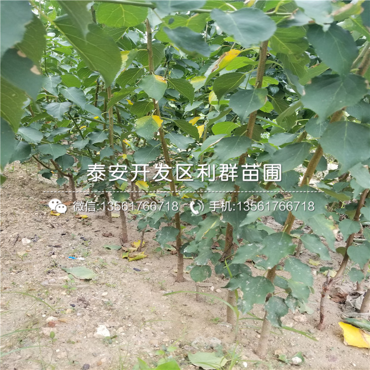 4公分杏苗品種介紹、4公分杏苗多少錢一棵