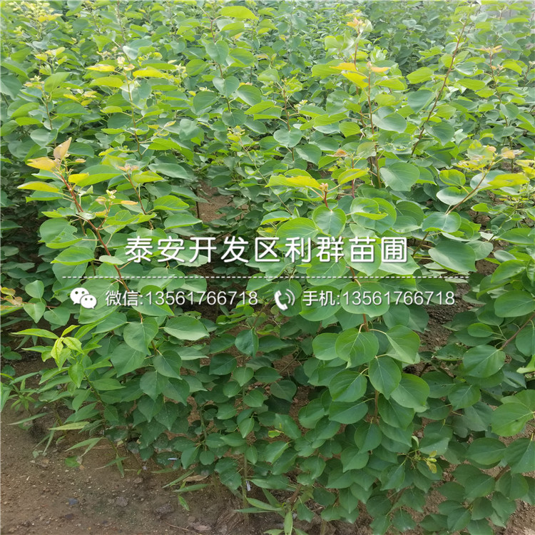 2019年3公分杏樹苗價(jià)格、3公分杏樹苗多少錢一棵