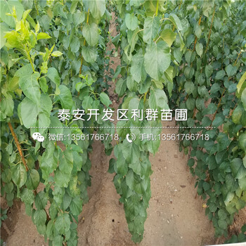 2019年大棚王杏樹苗、大棚王杏樹苗價格多少