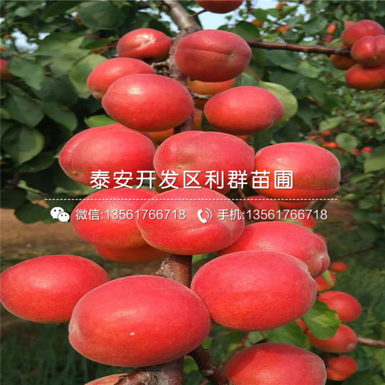 2019年大棚王杏樹苗、大棚王杏樹苗價(jià)格多少