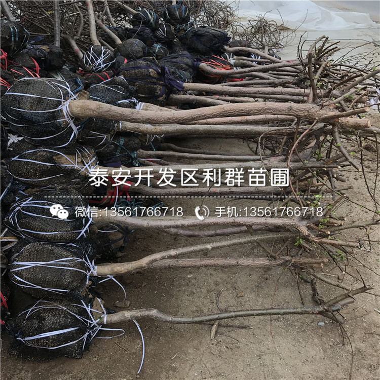4公分杏苗品種介紹、4公分杏苗多少錢一棵