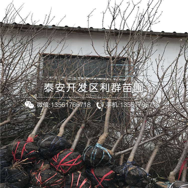 哪里有明月蘋果苗出售、明月蘋果苗多少錢一棵